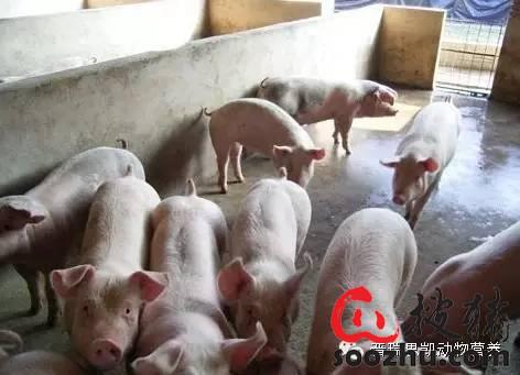 夏季来临,警惕猪附红体细胞病