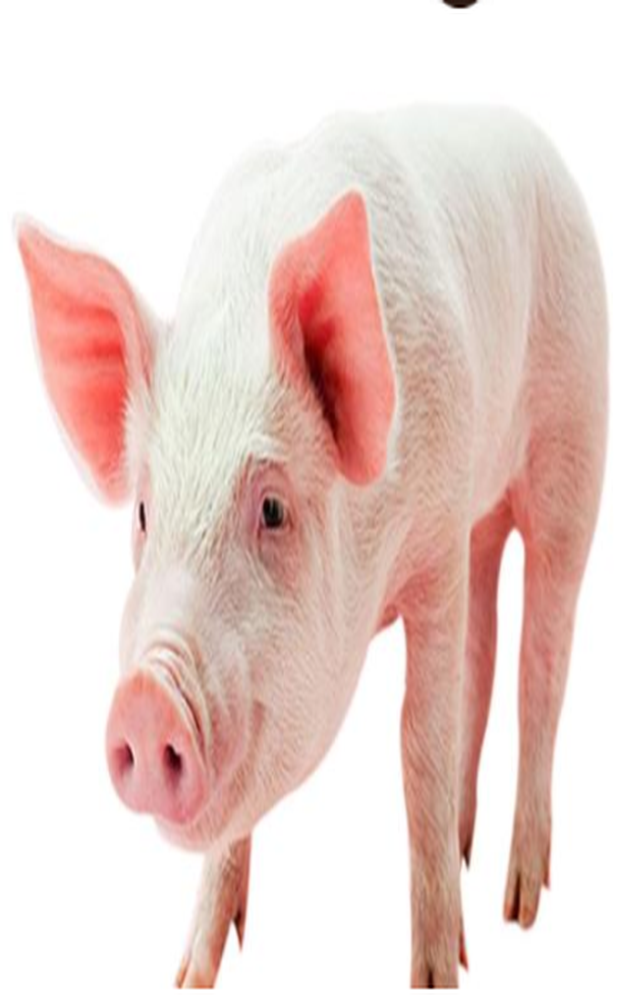 两个"猪鼻子"叠加非洲猪瘟——生猪出栏量的最大变数