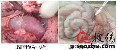 10大问题帮咱养猪人重新认识副猪嗜血杆菌病