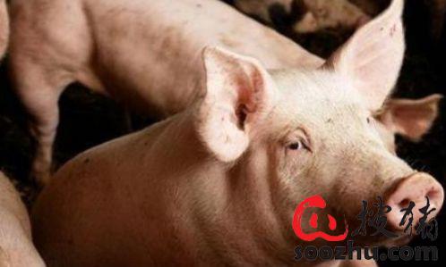 猪瘟有哪些典型症状和解剖特点?
