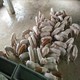 猪发发24174 猪发发24174