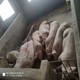 猪大侠613938 猪大侠613938