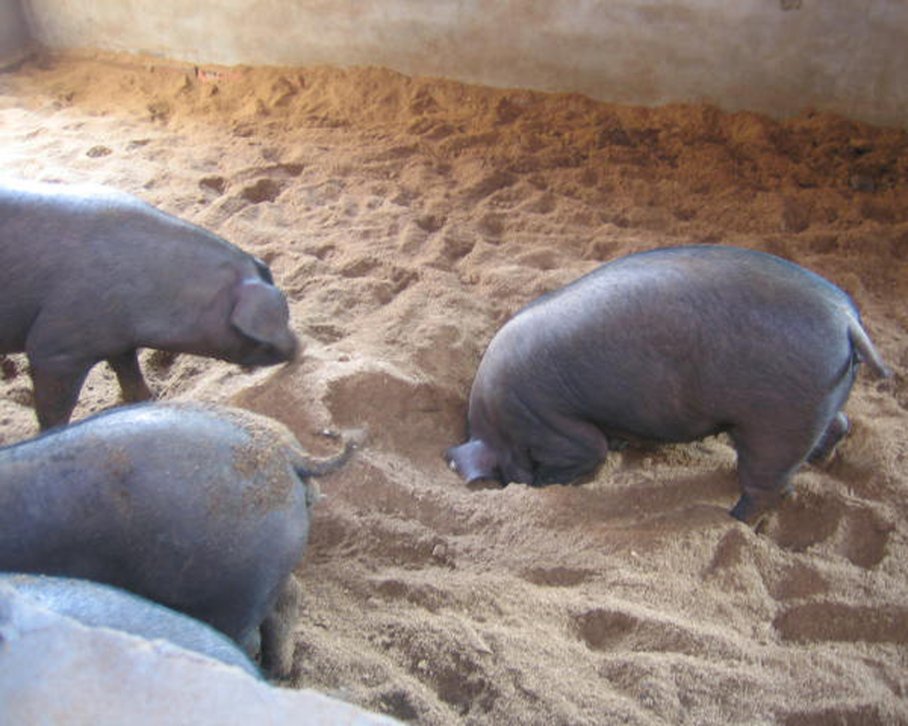 发酵床养母猪有效提高母猪产仔量