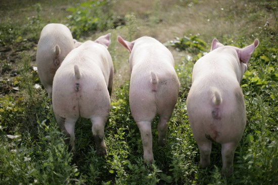 健康养殖是养猪业发展的一条金牌策略