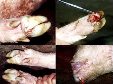 五号病扩散 最后一家养殖户也感染