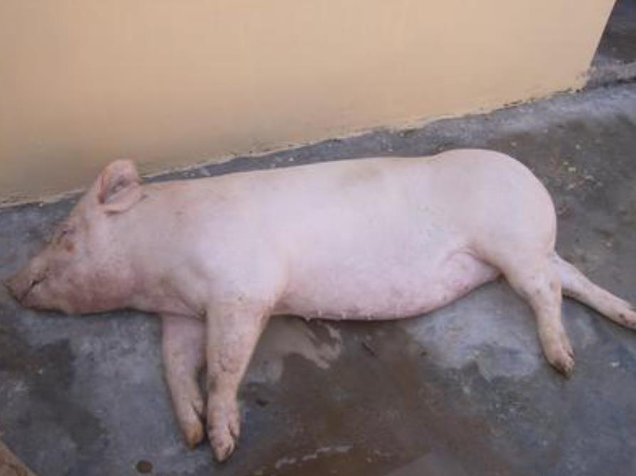 全国猪病小调查 五号病位列首位