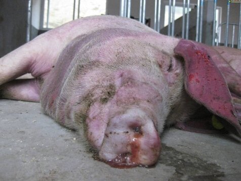 系统会员"庄之蝶"说,他那育肥猪发烧,传染性胸膜肺炎,还有几只稽留热