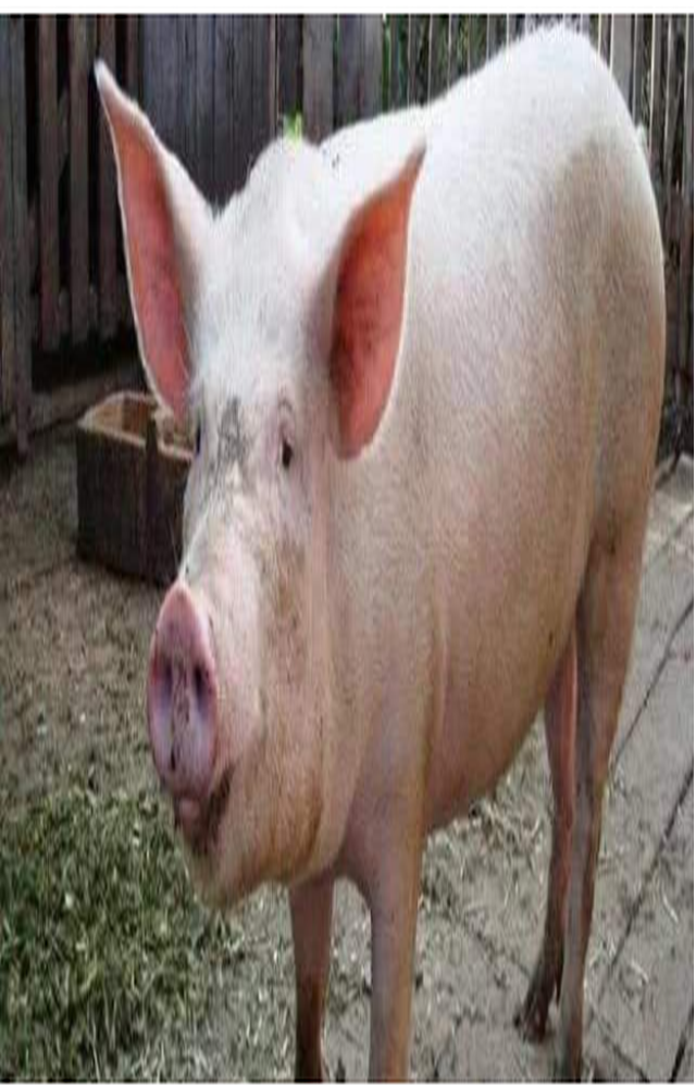 牛猪怎么办!又尴尬了 卖还是不卖?