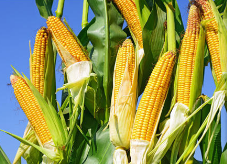 现在可以种玉米吗安徽 p8s3t8m6.png