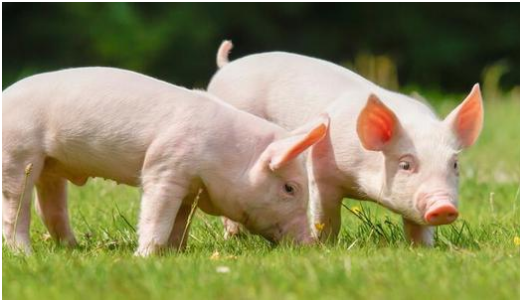 搜猪观察-养猪行业评述|新闻中心|搜猪网_生猪预警网