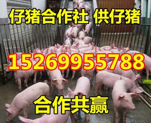 15269955788山東仔豬批發價格
