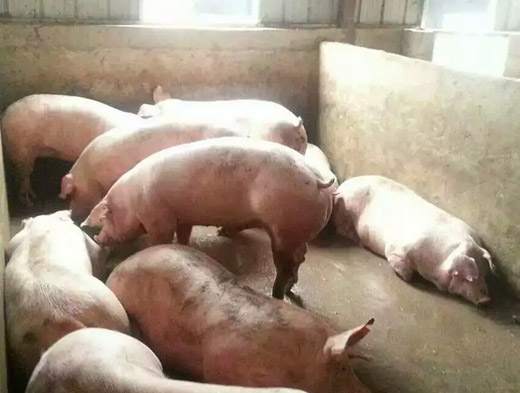豬吃什么飼料添加劑長得快