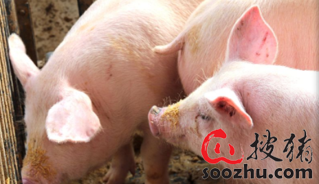 端午节临近，山东禹城生猪及猪肉价格反弹上涨