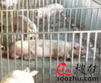 养一只猪能创造多少gdp_一只猪侧躺着像人的图(3)