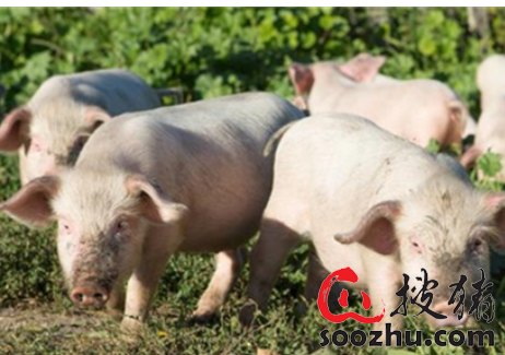 怎么养母猪视频 y9b6l5g1o5.png