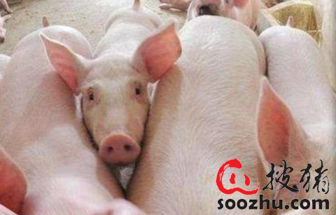 广东：化州市生猪复产保供见成效