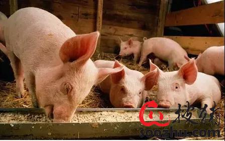 中兽医与养猪问题答疑精选：颗粒料里能添加中药吗？