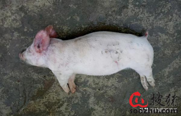 今天简单给大家讲一下猪魏氏梭菌,这是造成仔猪,育肥猪以及种猪"猝死"