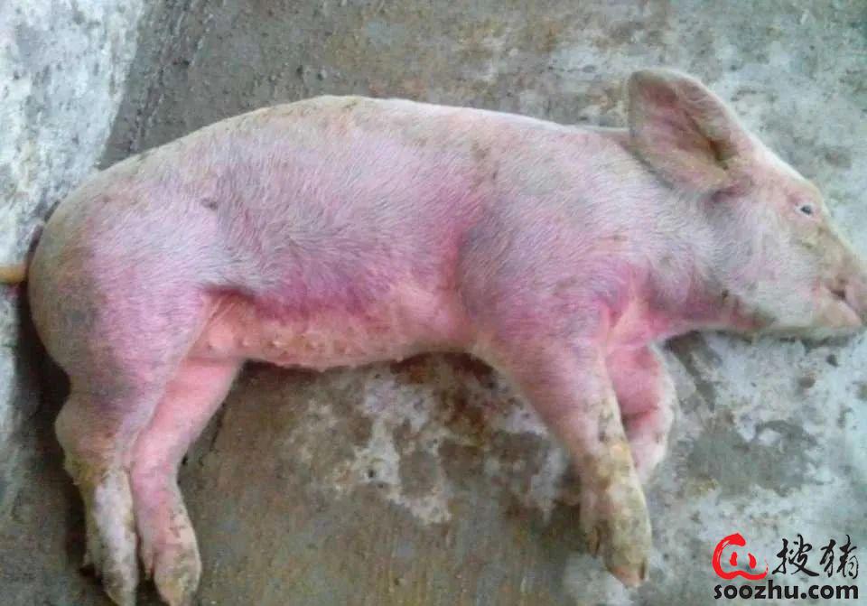 猪场管理中最难区分的四类病,学会了你就是养猪高手