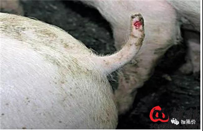 猪咬尾原因及预防措施