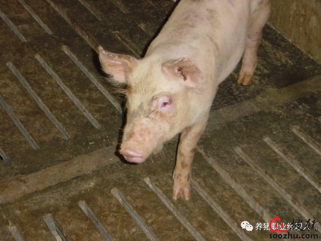 秋天了,说说副猪嗜血杆菌这个病(下)|猪传染病【搜猪网_生猪预警网】