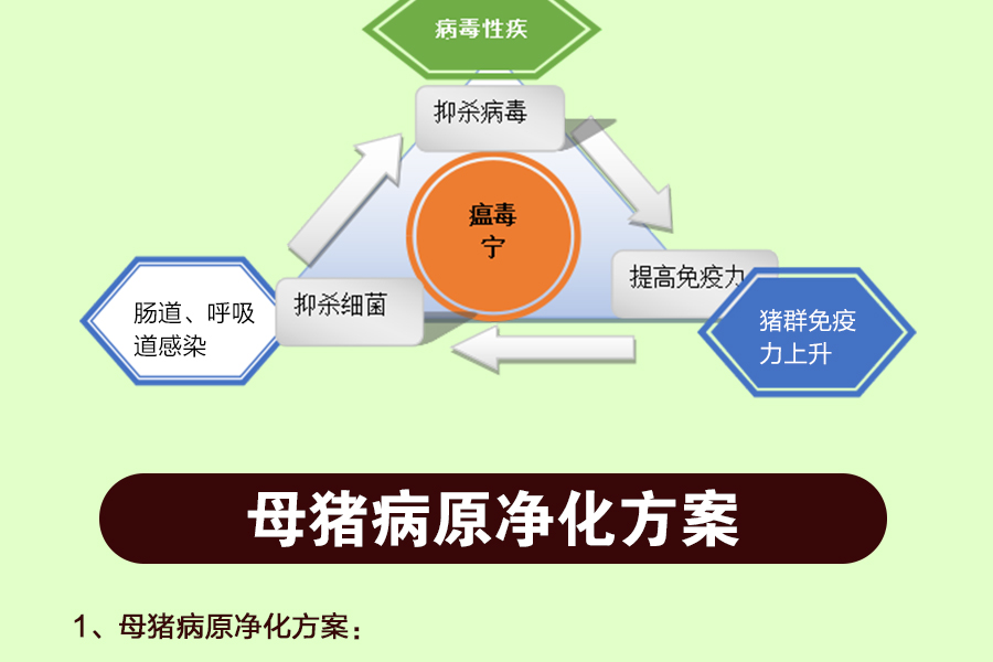 【金猪速达】瘟毒宁 芪苓参粗提粉 1kg/袋 拌料1000斤 金猪速达体验店
