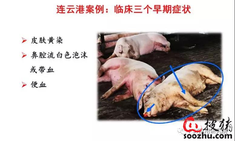 非洲猪瘟临床症状,有临床症状和解剖图片,快看|猪传染病【搜猪网_生猪