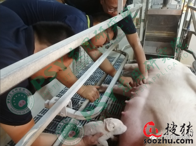 要想产房效益好!这些可以解决仔猪被压死、弱死的方法一定要学起来|猪产科病【搜猪网_生猪预警网】