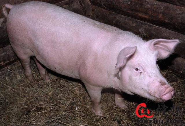 养猪生产者如何做才能实现******的仔猪健康状态？？？