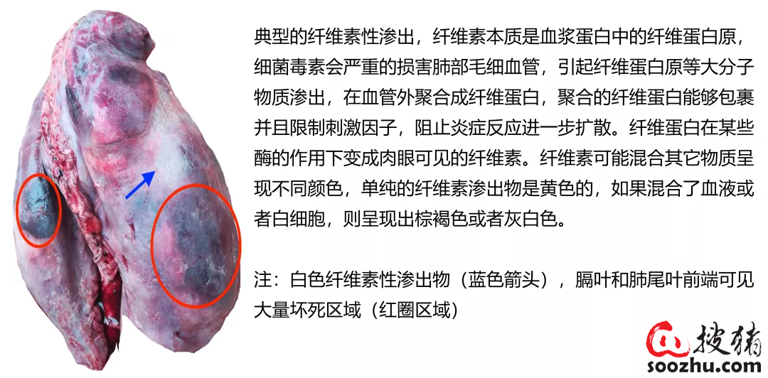 52fade0670177412a432c8b43a39f06dac6cba0d.png