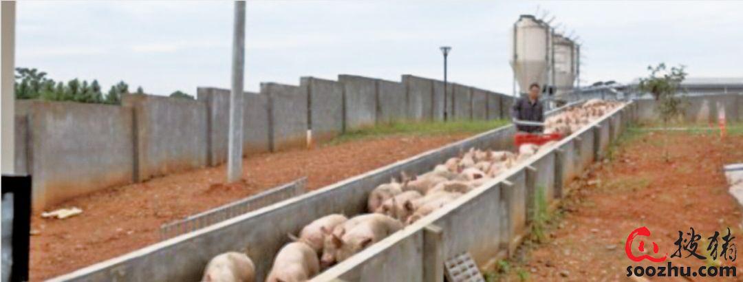 猪场内外六大运动路线|其他疾病【搜猪网_生猪预警网】