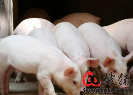 育肥型猪场购买仔猪时需要关注哪些因素？