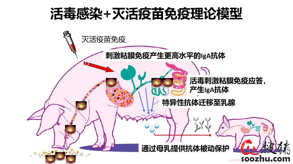 猪内科病【搜猪网