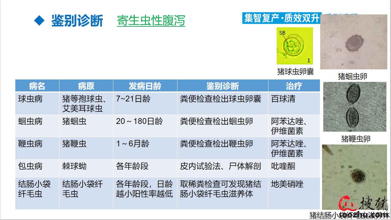 荷兰猪球虫爆发前兆图片