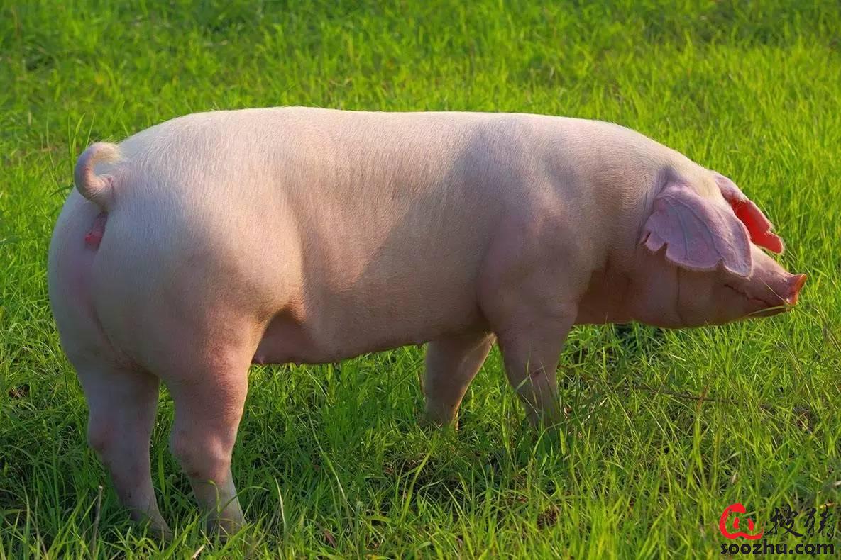 哺乳母猪哪些食物吃不得？酒糟、粉渣、玉米、高粱......