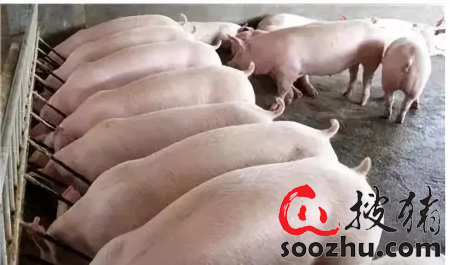 猪场中育肥猪的营养需要及饲养管理措施