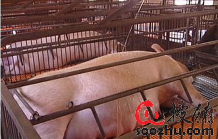 保育猪病多必须净化母猪