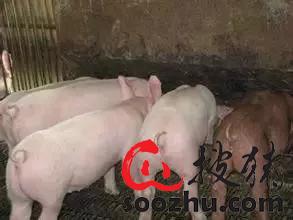 0bbc80ddc6217f1a63bb352b9d605225_97d55c797f221048fec44c800c0db4cd4d49c338.jpg