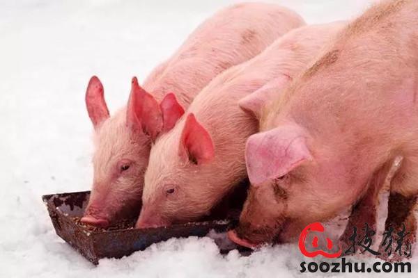 营养的秘密你知道吗？环境温度的改变对猪体内营养的影响？