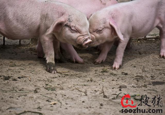 保育猪饲养中常见的问题以及解决办法！
