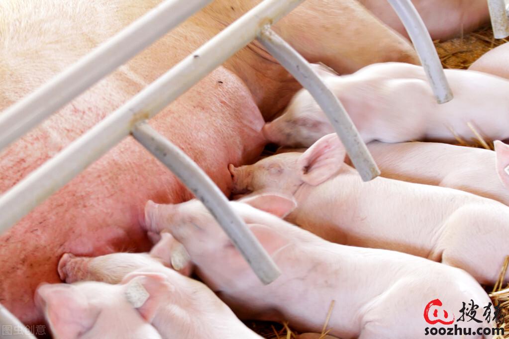 母猪产仔后没有奶水危害大?|猪产科病【搜猪网_生猪预警网】