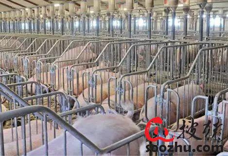 后备母猪管理是养猪生产的基础，是成功实现PSY30+重要的一步