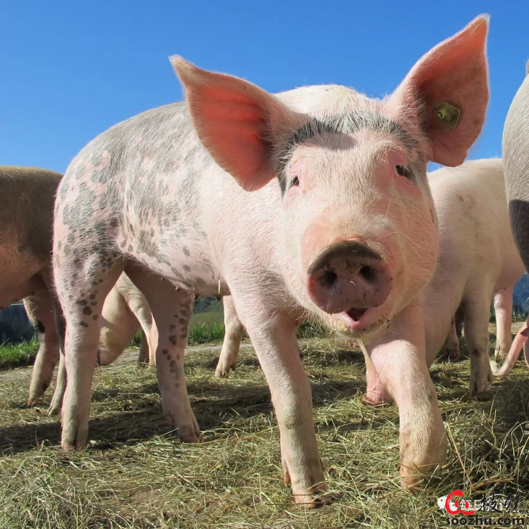 “小苏打”解决养猪“大问题”！那么它具有什么功效呢?