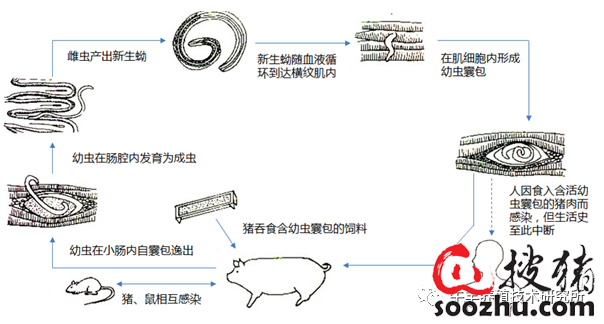 野猪肚带虫图片