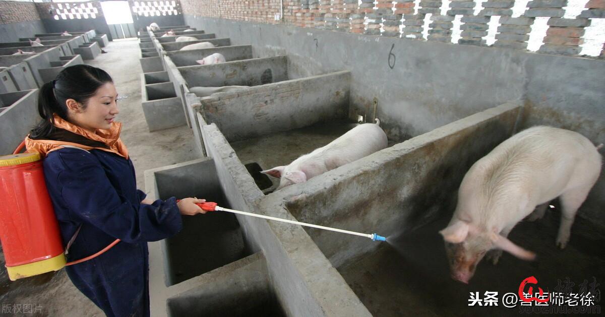 猪场消毒池的标准图片图片
