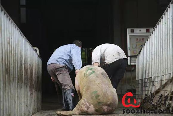 After pigs infected with African swine fever, how can the pig farm extracted correctly？