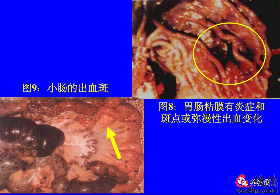 關於非瘟你真的都瞭解嗎非洲豬瘟的流行病學臨床症狀和防控措施