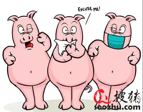 Why are African swine fever infected with sow and fattening pigs, and then infected with conservation pigs？Teacher Qiu Huaji said that