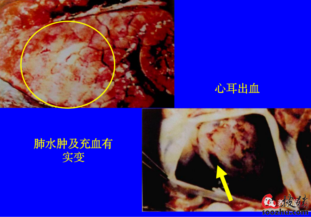 關於非瘟你真的都瞭解嗎非洲豬瘟的流行病學臨床症狀和防控措施