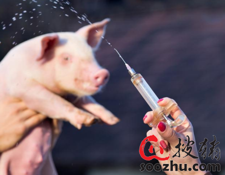 如何给仔猪打疫苗，效果好？